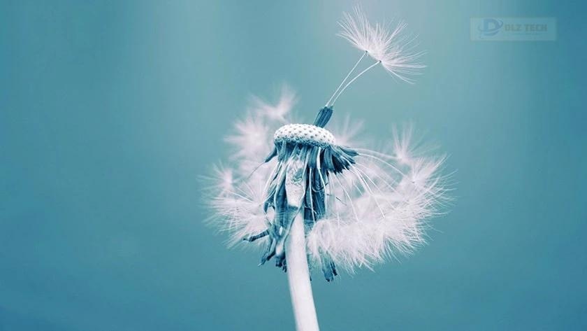 Wallpaper bồ công anh trong gió