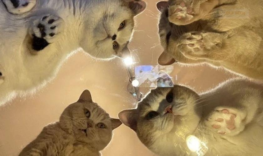 Hình nền máy tính về mèo