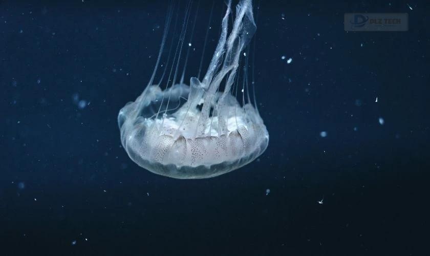 Rùa biển độc đáo