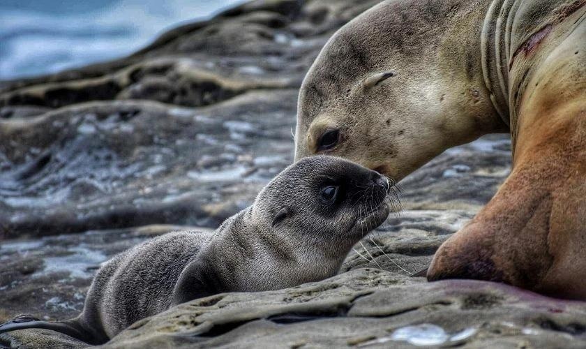 Sứa biển trong suốt