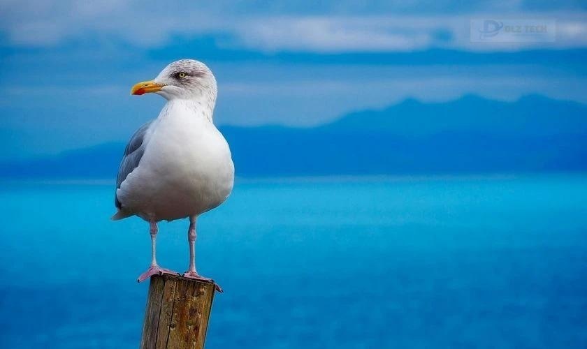 Cá voi to lớn bơi lội
