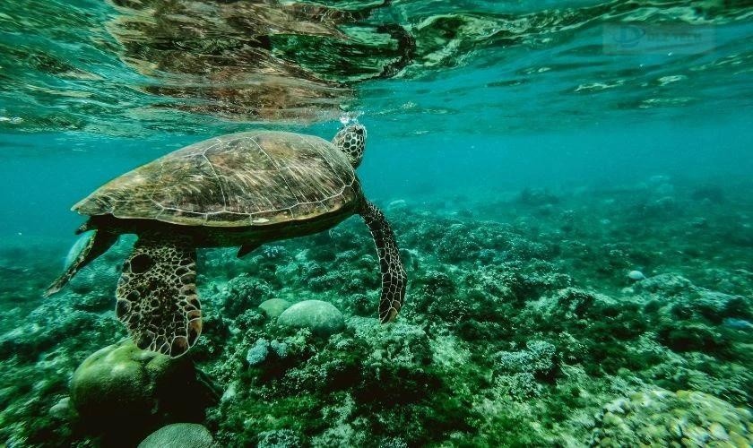 Chim hải âu bay lượn