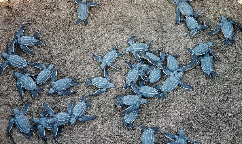 Rùa biển bơi dưới nước