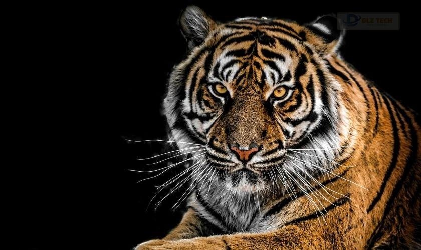 Vịt con dễ thương