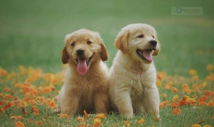 Chúa sơn lâm mạnh mẽ