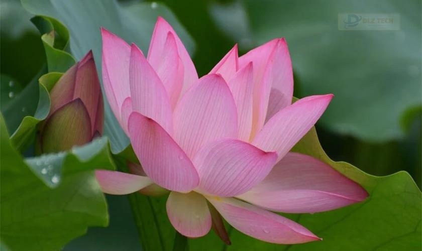 Ảnh đại diện hoa sen đẹp