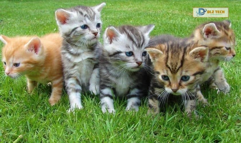 Hình nền 4K cute cho PC