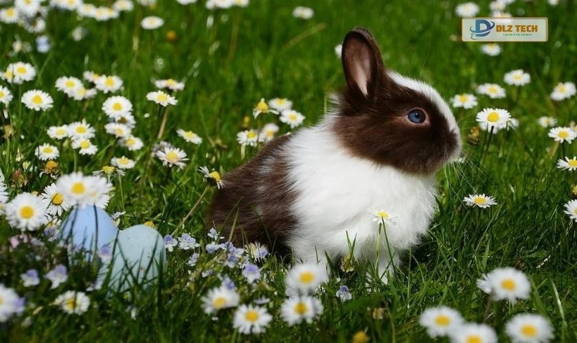 Hình nền 4K cute cho laptop