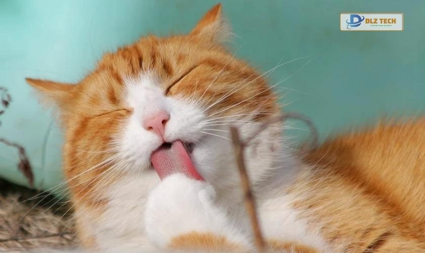 Ảnh nền 4K cute cho PC