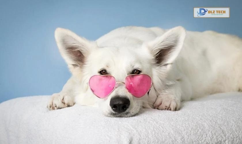 Ảnh nền 4K cute cho laptop