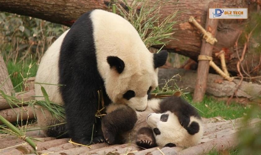 Ảnh nền 4K cute cho máy tính