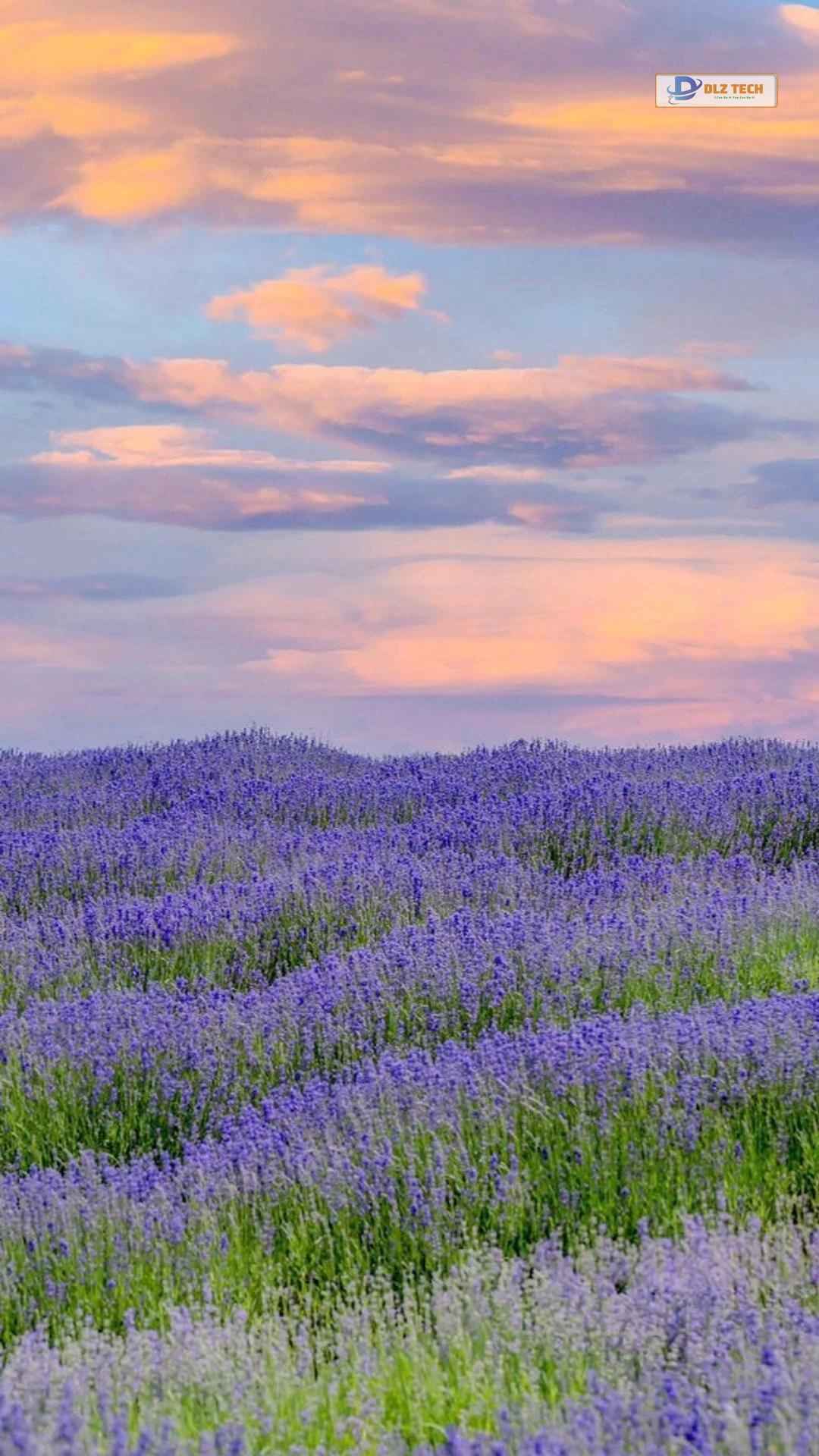 Hình nền Zalo đẹp