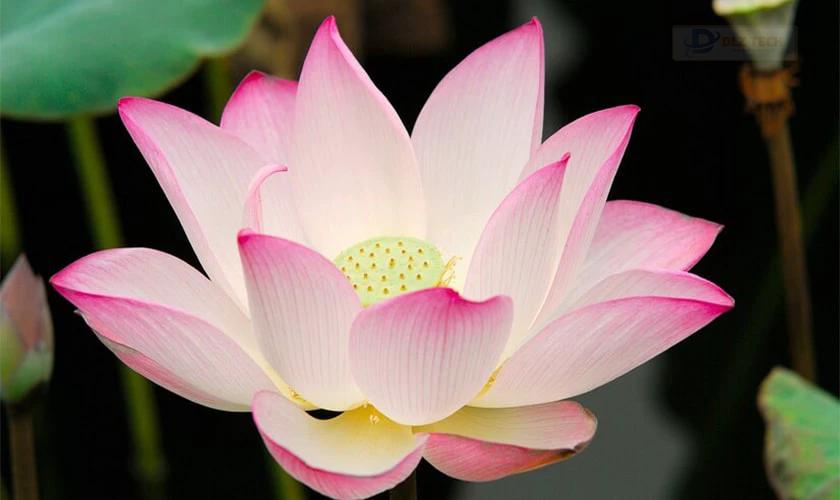 Ảnh đại diện hoa sen
