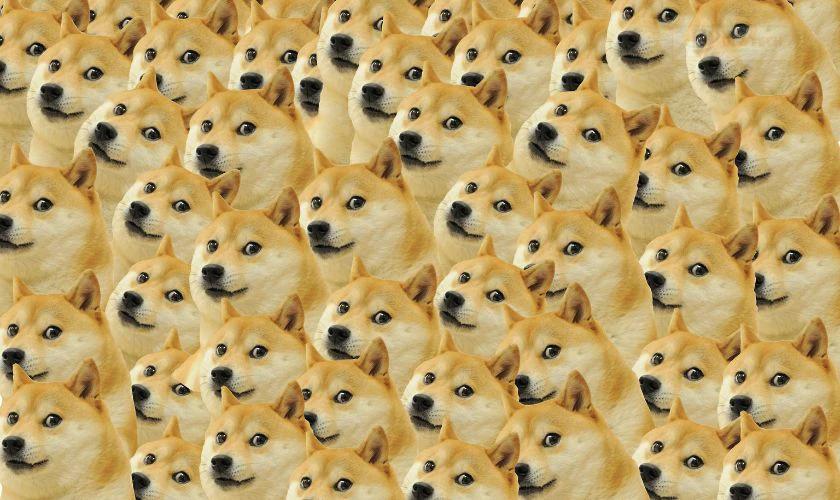 Meme Shiba Dog
