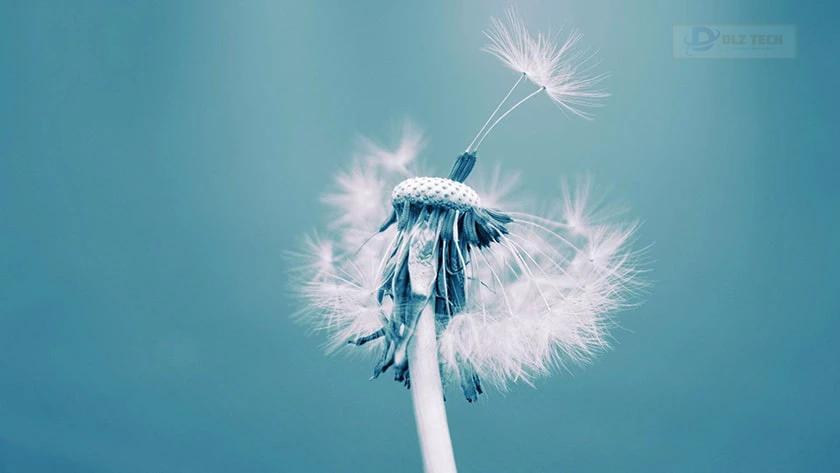 Wallpaper bồ công anh trong gió