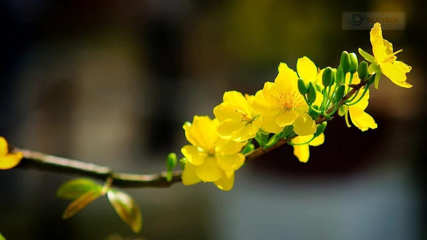 Ảnh nền hoa mai đầy thanh lịch
