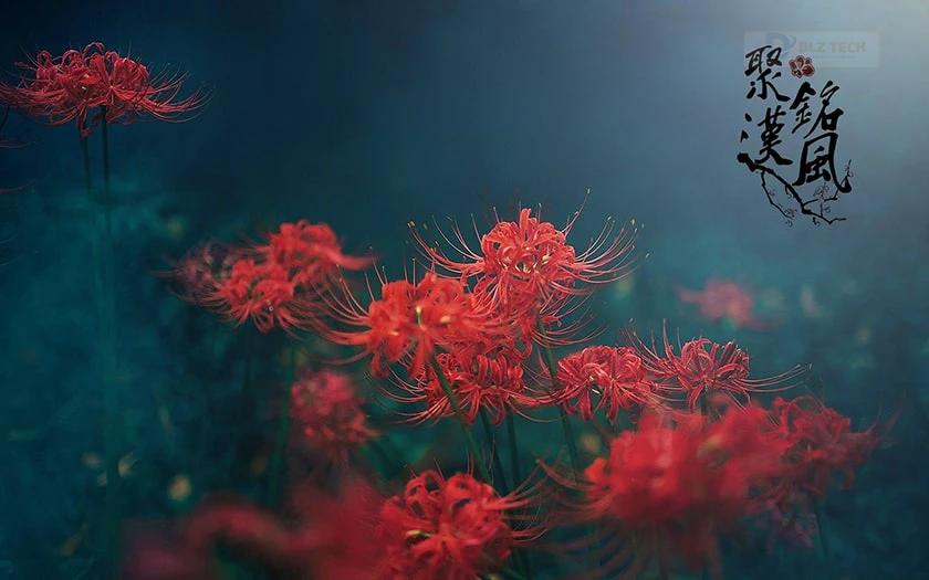 Ảnh nền hoa bỉ ngạn đỏ kiêu sa